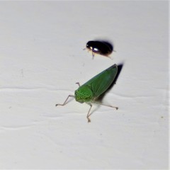 Draeculacephala inscripta