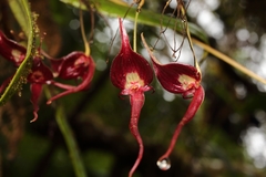 Pleurothallis ruberrima