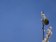 Zosterops japonicus