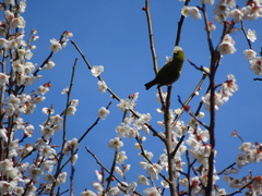 Zosterops japonicus
