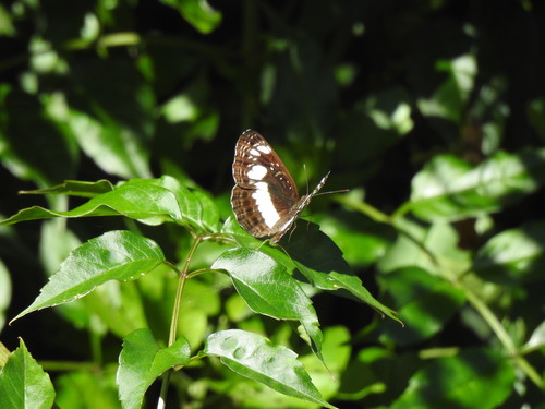 African Spotted Sailer
