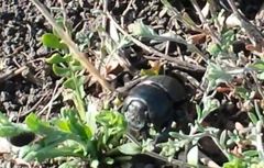 Lethrus apterus