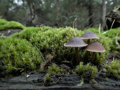 Mycena yuulongicola