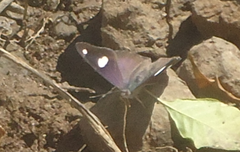 Diaethria bacchis