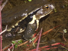Bufo formosus