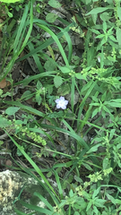 Nemophila phacelioides