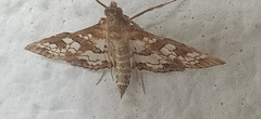Sameodes cancellalis