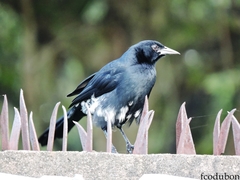 Melodious Blackbird photo 5
