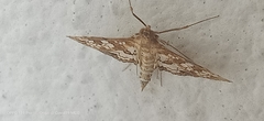 Sameodes cancellalis