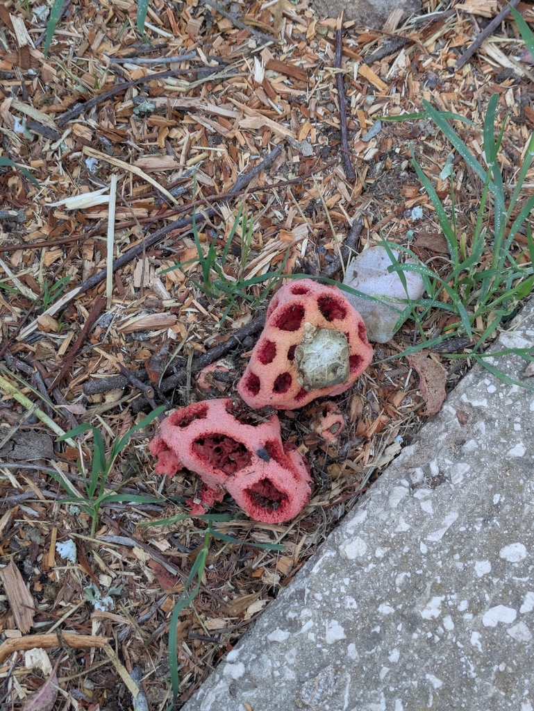 Clathrus ruber · April 2026 · photo: © micelio-kosmico (iNaturalist, cc0)