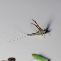 Callibaetis fluctuans