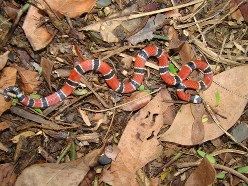 Photo of a Painted Coral Snake (Micrurus corallinus)