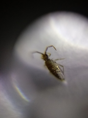 Entomobrya atrocincta