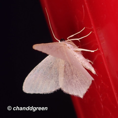 Idiochlora minuscula