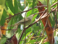 Phylloscopus plumbeitarsus
