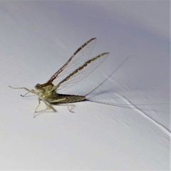 Callibaetis fluctuans