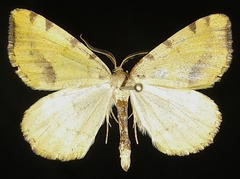 Macaria occiduaria