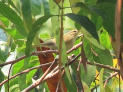 Phylloscopus plumbeitarsus