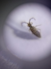 Entomobrya atrocincta