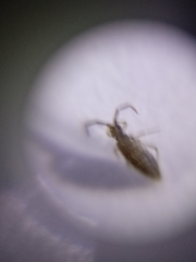 Entomobrya atrocincta