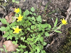 Ranunculus carolinianus