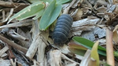 Armadillidium vulgare