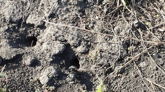 Lethrus apterus