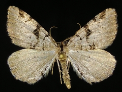 Macaria bitactata