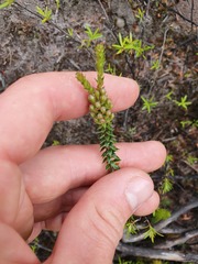 Epacris pauciflora