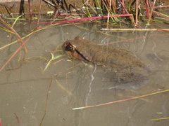 Bufo formosus