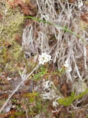 Epacris pauciflora