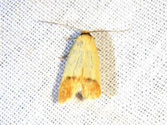 Tachystola stenoptera