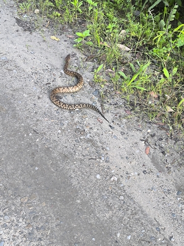 Bothrocophias tulitoi