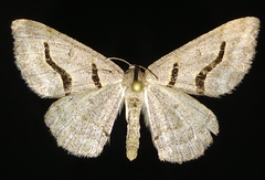 Digrammia rippertaria