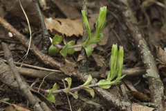 Gentiana zollingeri