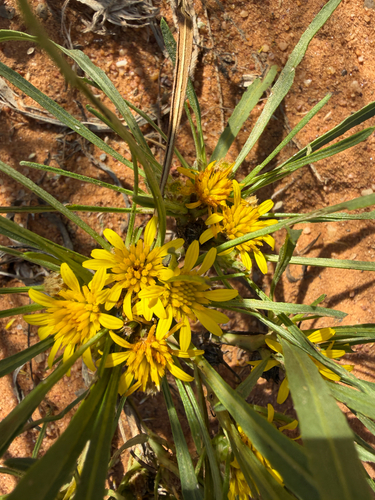 Common Vomitdaisy