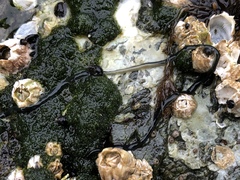 Emplectonema gracile