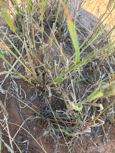 Kalahari Sour Grass