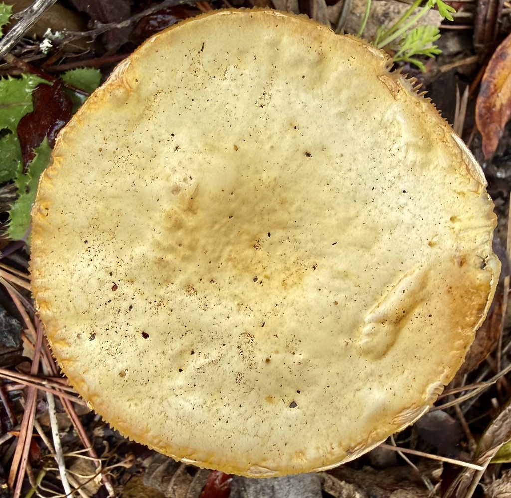 Agrocybe praecox · April 2026 · photo: © hllrnnr (iNaturalist, cc0)