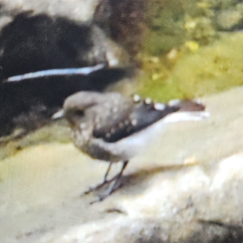 Plumbeous Water Redstart
