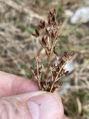 Juncus trigonocarpus
