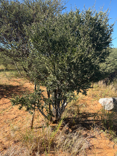 Shepherds tree