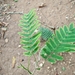 Acacia pennata