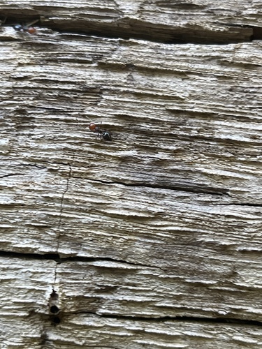 Formica testa rossa