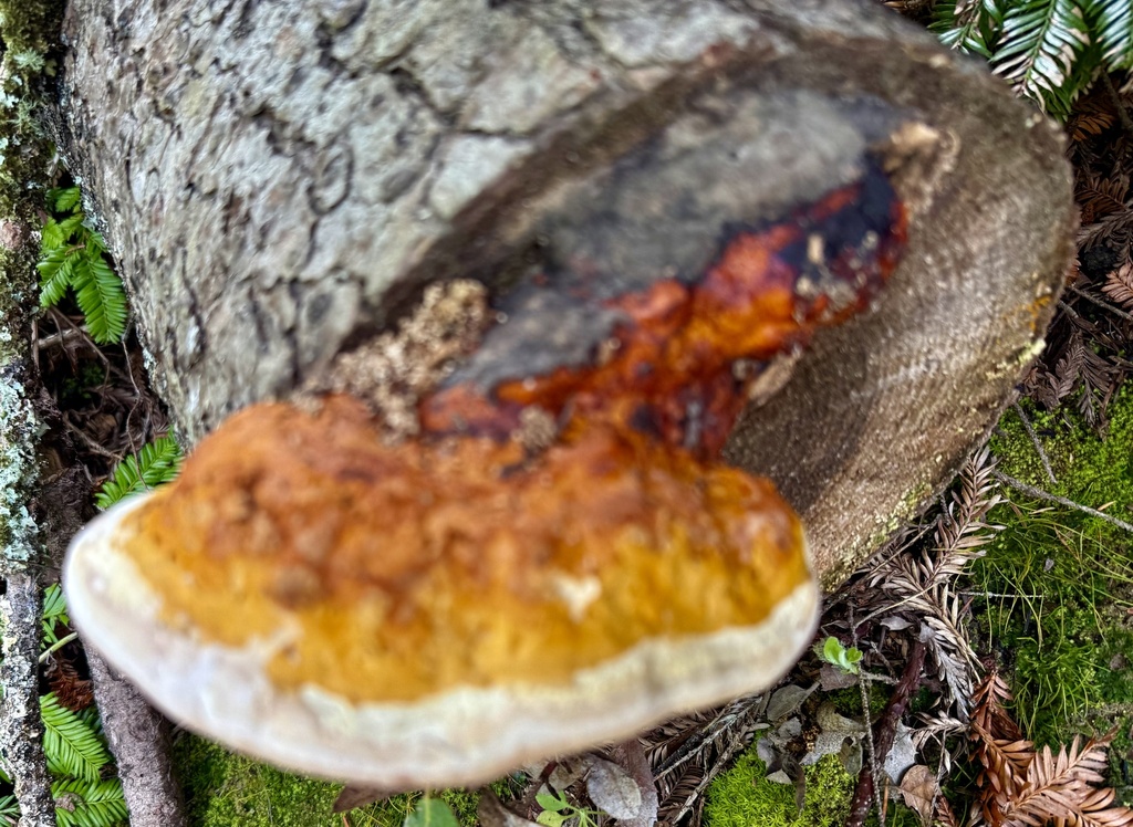 Fomitopsis mounceae · April 2026 · photo: © hllrnnr (iNaturalist, cc0)