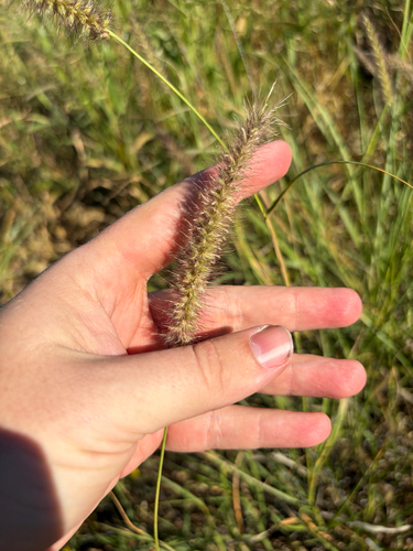 buffelgrass