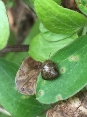 Megacopta punctatissima