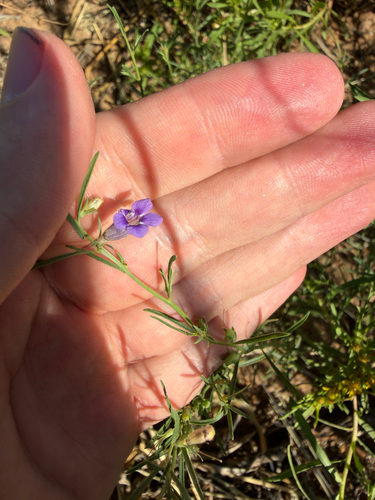 Veld Violet