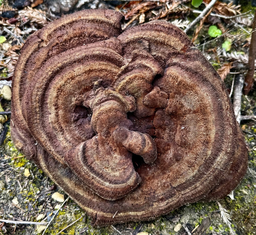 Phaeolus hispidoides · April 2026 · photo: © hllrnnr (iNaturalist, cc0)