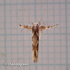 Stathmopoda stimulata